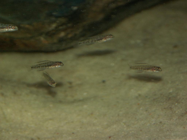 Narybek Telmatochromis vittatus