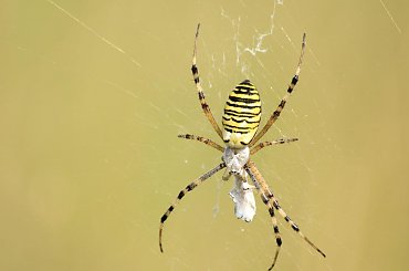 najpiekniejszy... #pająk #tygrzyk #macro #pajęczak