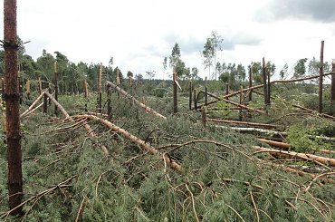 po trąbie powietrznej #BoryTucholskie #las #tornado #TrabaPowietrzna #TrąbaPowietrzna