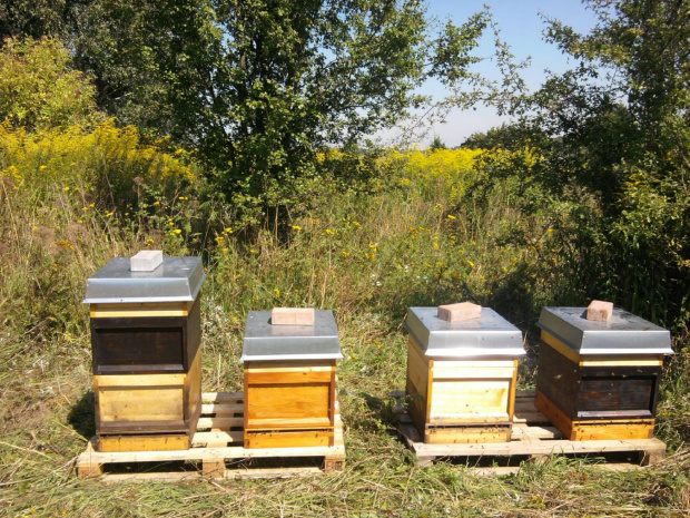 Pszczoły na nawłoci VIII 2012