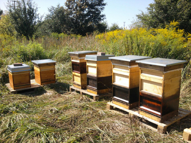 Pszczoły na nawłoci VIII 2012