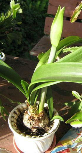 hippeastrum pąk #hippeastrum