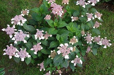 #HydrangeaSerrataIntermedia #hortensja #piłkowana #hortensje #hydrangeas