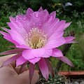 Echinopsis hybryda