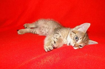 Koty do adopcji #adopcja #adopcje #Gliwice #kocięta #kot #kotki #koty #pomoc #przygarnę #schronisko #zaadoptuję #zwierzęta