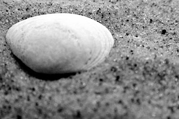 #morze #może #muszle #odcisk #piasek #stopa