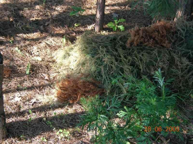 ghillie