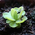 Pinguicula