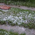 Gradobicie u Ulewa
Osiek/K.Olkusza #grad #gradobicie #ulewa #zjawisko #natura #burza #żeki #zalew #powódź #woda #deszczówka #deszcz #lód #kulki