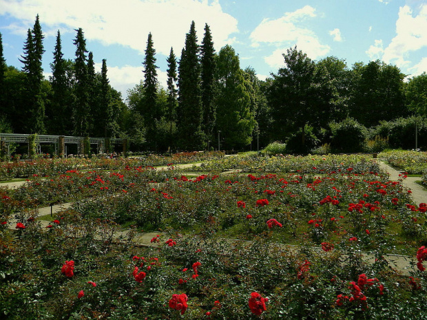 ogród różany w Szczecinie