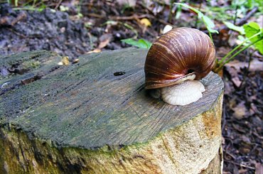 winniczek #ślimak #ślimaki #winniczki #winniczek