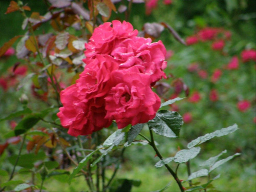 Róża "Grussan Heidelberg"