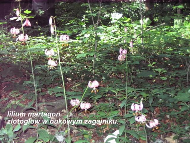 Lilium martagon w bukowym zagajniku