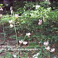 Lilium martagon w bukowym zagajniku