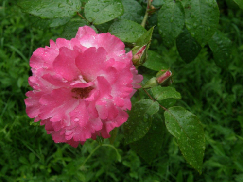Róża " Hoendel"