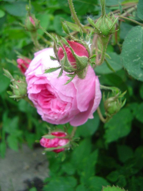 #róża #kwiat #natura #przyroda