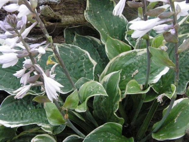 hosta Christmas Tree po gradobiciu - VII'09