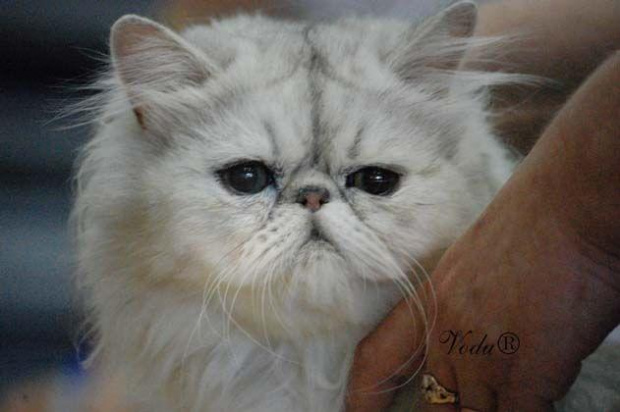 #KociDomek #kotki #koty #KotyPerskie #maurycy #moryc #pers #selcia #selena #StronaOKotach #vodu #zaria