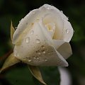 kiedyś byłam różą dla Twojego serca... kiedyś byłam różą Twoją... #kwiat #róża