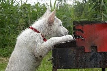 #BiałyOwczarekSzwajcarski #owczarek #owczarki #BiałeOwczarki #BiałyOwczarek #szczenięta #szczeniaczki