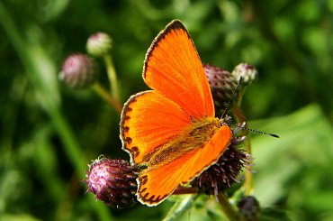 czerwończyk dukacik #makro #motyl #CzerwończykDukacik