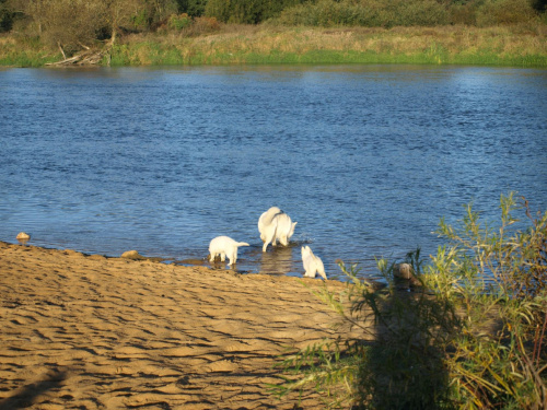 Plaża nad Wartą #KsiężeMłyny #Łódź #OśrodekWczasowy #Vantur #wakacje #ZPsami