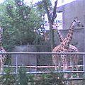 Pawełek w łódzkim Zoo