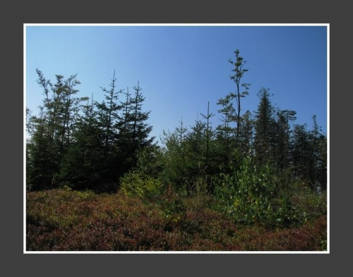 II Zlot BESKIDoczubów => http://beskidtrek.pl/2008/10/03/ii-zlot-beskidoczubow-na-rogaczu