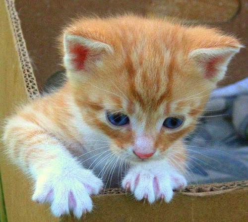 Ucieczka z pudełeczka #kot #koty
