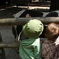 mini zoo