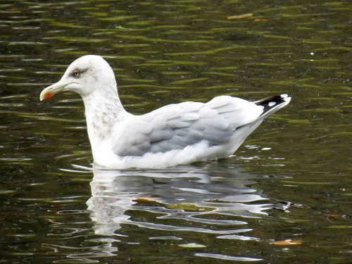 Mewa srebrzysta (Larus argentatus)