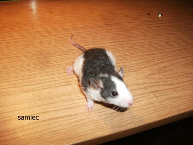 Szczurki do adopcji - mama z synkiem