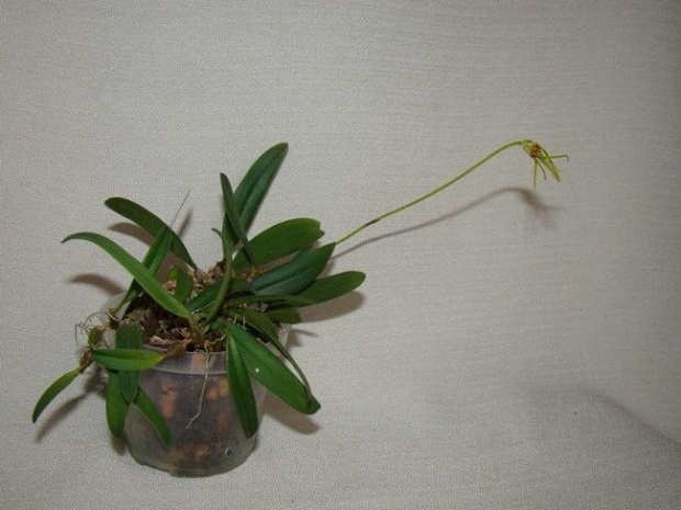 Bulbophyllum hirundinis