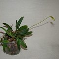 Bulbophyllum hirundinis