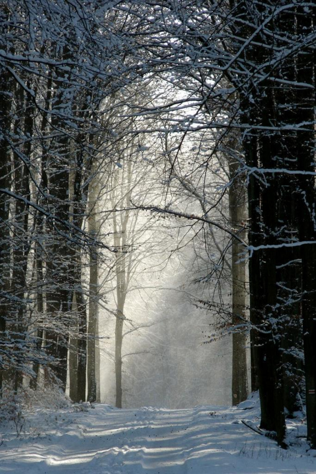 Zdjęcie konkursowe #zima #brama #słońce #las #śnieg #światło