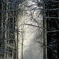 Zdjęcie konkursowe #zima #brama #słońce #las #śnieg #światło