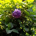 Hortensja #hortensje #rośline #kwiaty #ogród
