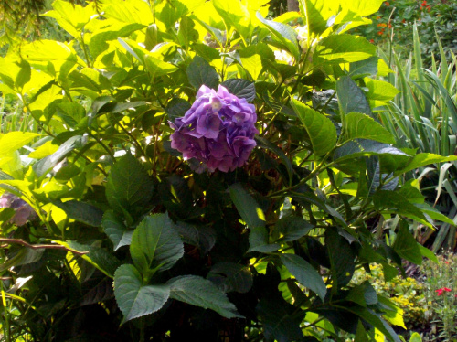 Hortensja #hortensje #rośline #kwiaty #ogród