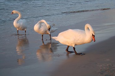 Na plaży w Ustce. #Ustka #plaża #łabędzie
