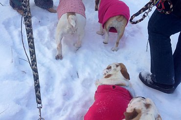 #bulldog #FioletoweForum #ForumBuldogaAngielskiego #pies