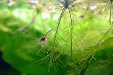 moje akwa... #akwarium #krewetki #helena