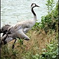 W poznańskim zoo