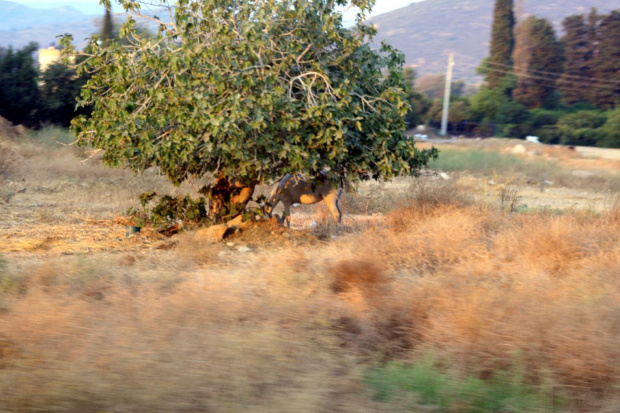 Droga: Lotnisko - Bodrum - Akyariar