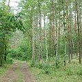 Kampinoski Park Narodowy #KampinoskiParkNarodowy #las #drzewa