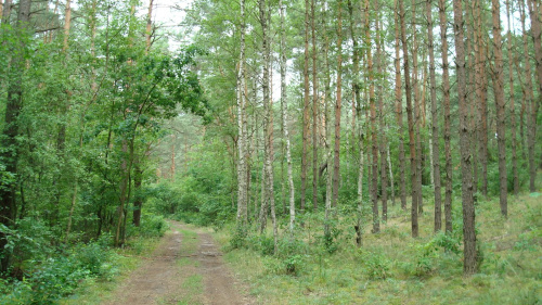 Kampinoski Park Narodowy #KampinoskiParkNarodowy #las #drzewa