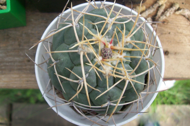 Thelocactus hexaedrophorus