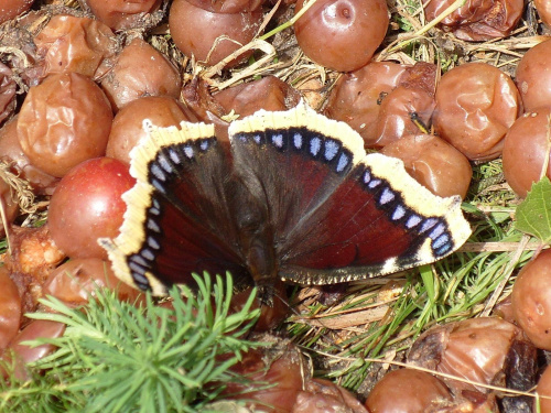 Rusałka żałobnik(Nymphalis antiopa) #motyle
