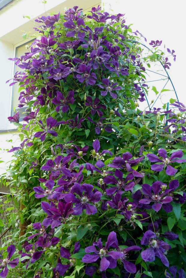 Clematis