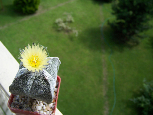 Astrophytum myriostigma v. quadricostatum