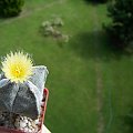 Astrophytum myriostigma v. quadricostatum